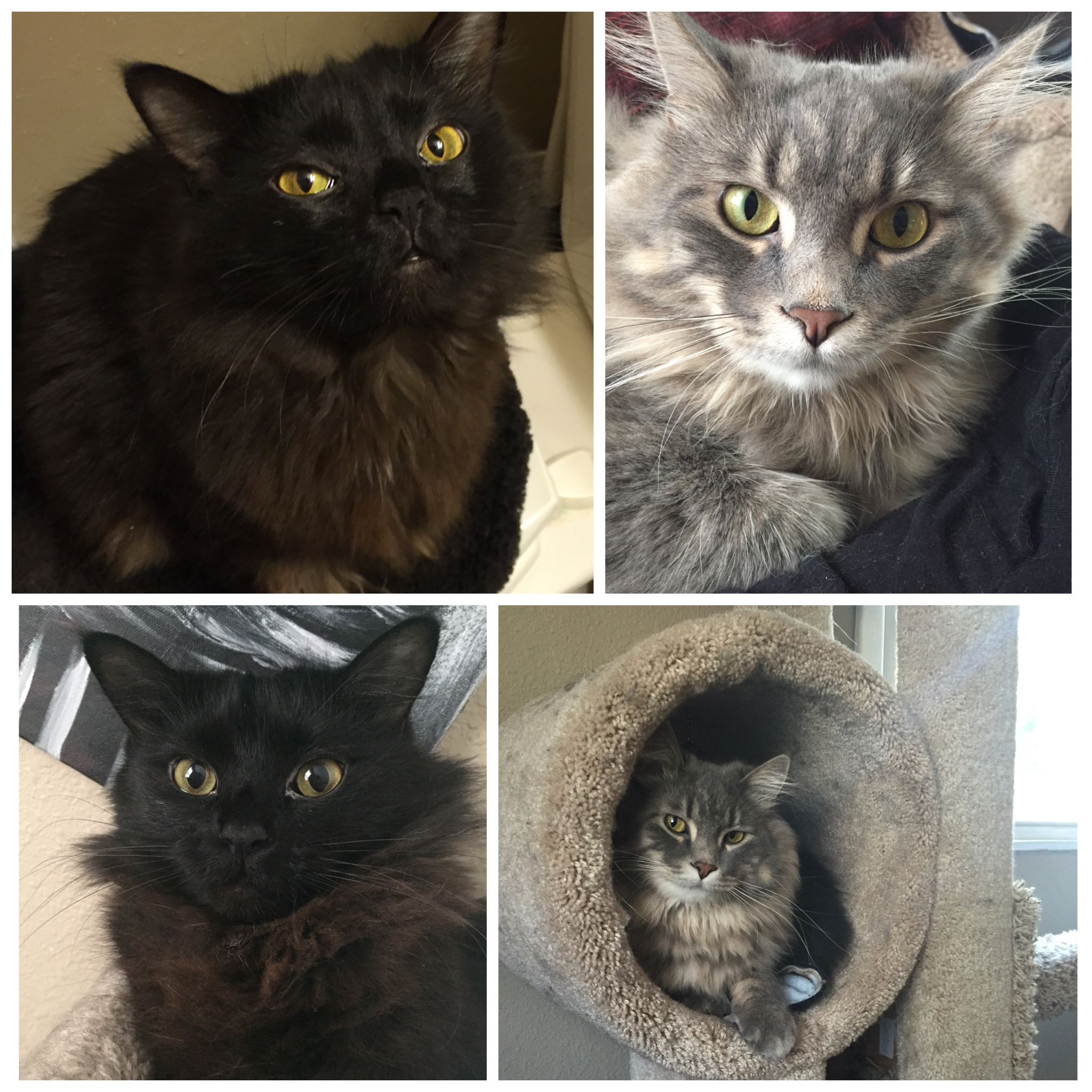 IMG_3130 cats