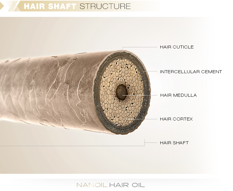 info_hair-anatomy-part-2