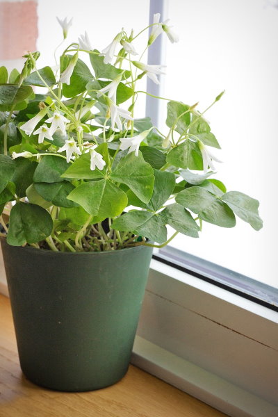 shamrock-plant-window